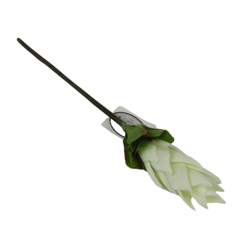 Kurkuma 50cm biała <br>(12 sztuk)